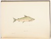 [ALASKA] HEALY, M[ICHAEL] A. Report of the Cruise of the Revenue Marine Steamer Corwin in the Arctic Ocean in the Year 1885. - 3